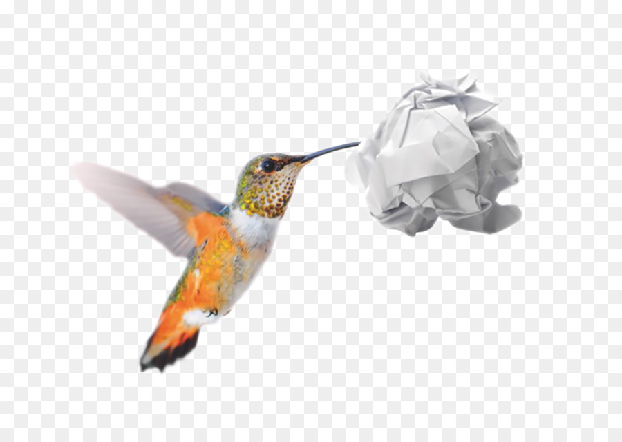 Colibri，Papier PNG