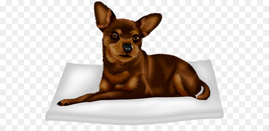 Chihuahua，Chien PNG