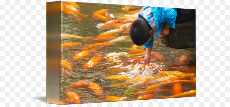 Koi，La Chine PNG