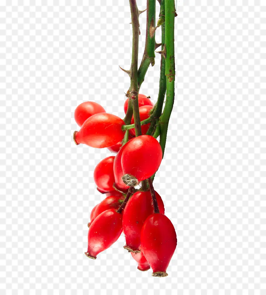 Rose Hip，Plant De Tomate PNG