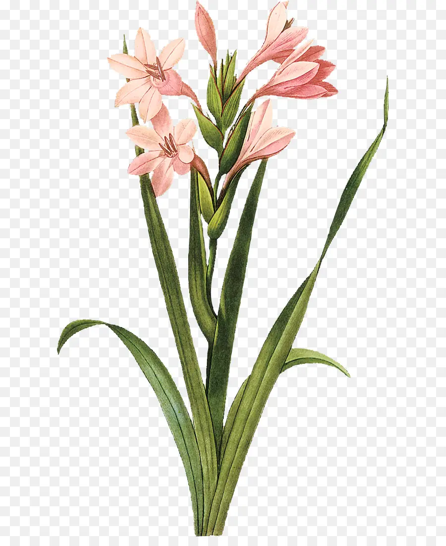 Gladiolus，Les Illustrations Botaniques PNG