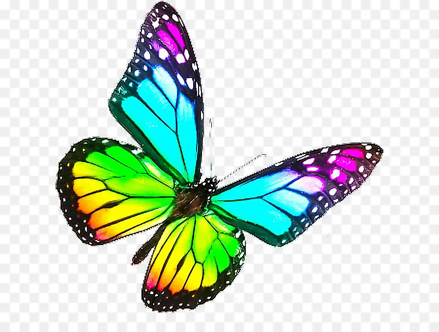 Papillon，Coloré PNG