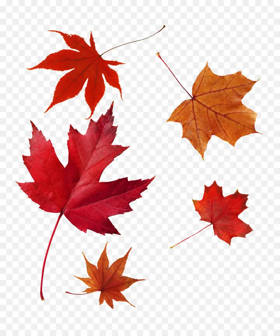 Feuilles Qui Tombent，Automne PNG