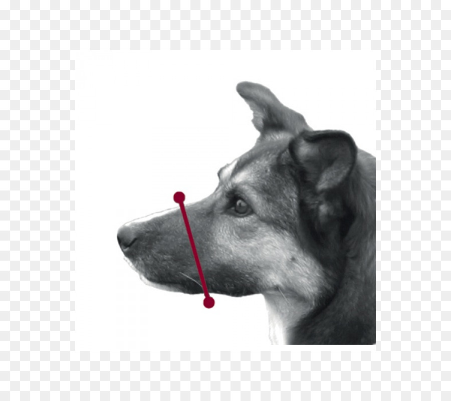 Chien，Museau PNG