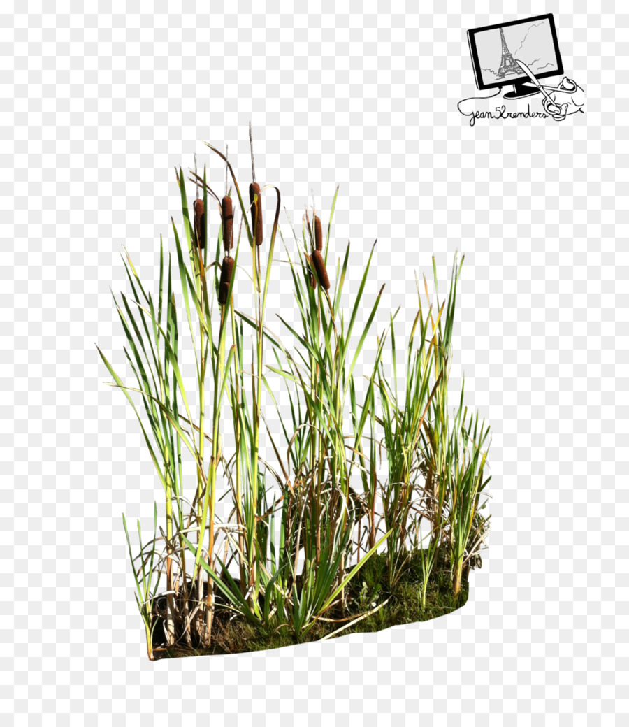  Reed  Roseaux  Le Rendu PNG  Reed  Roseaux  Le Rendu 