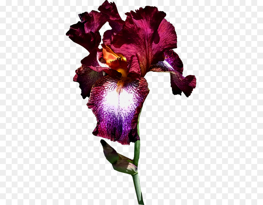 Violet，Orchidées Cattleya PNG