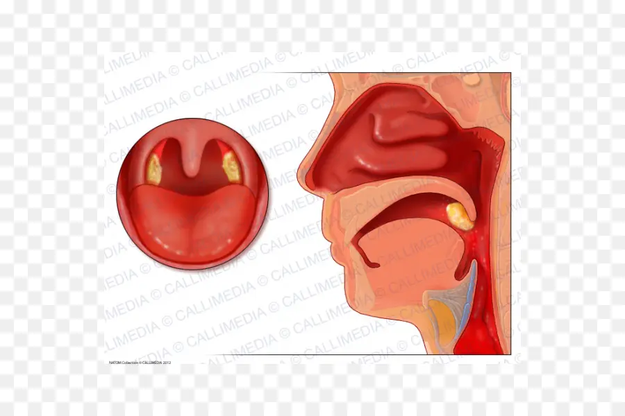 Anatomie De La Gorge，Gorge PNG