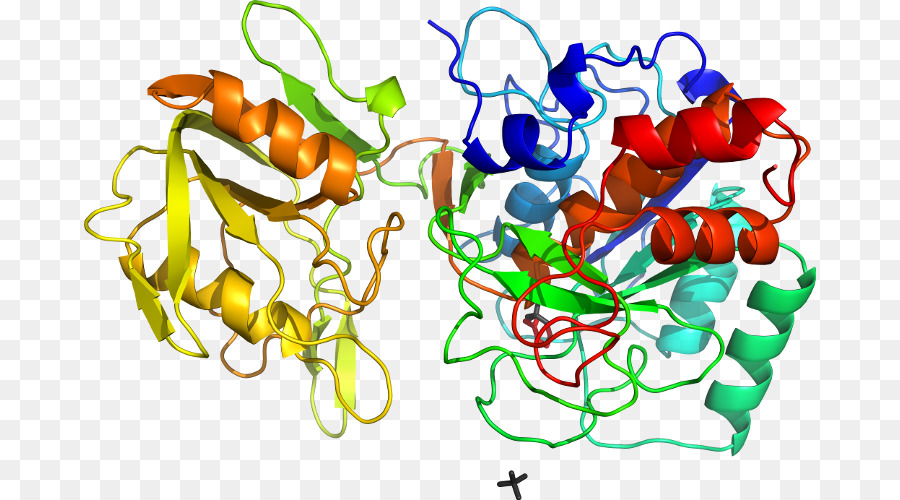 Structure Des Protéines，Biologie PNG