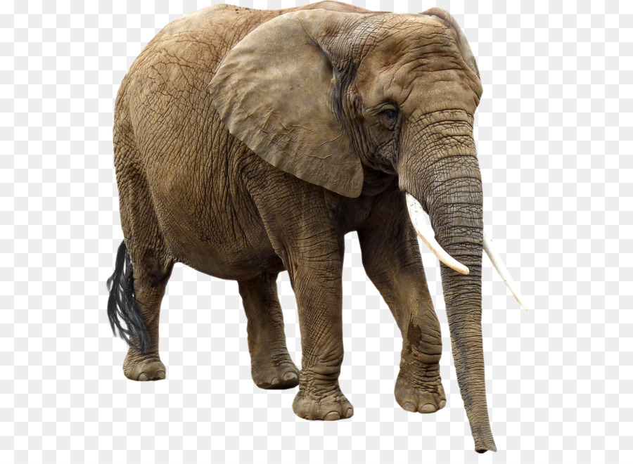 éléphant，Mammifère PNG