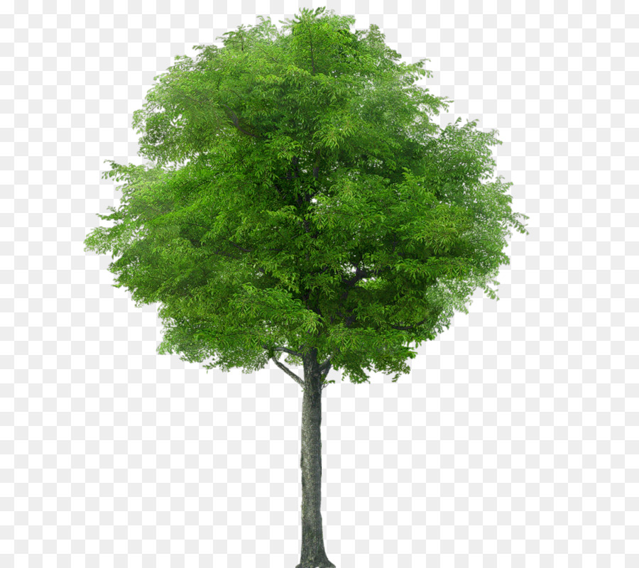 Arbre Vert，Usine PNG