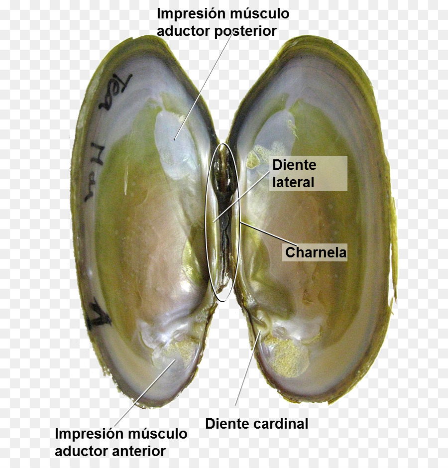 Palourde，Moule PNG