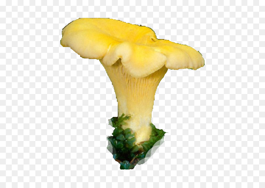 Champignon，Jaune PNG