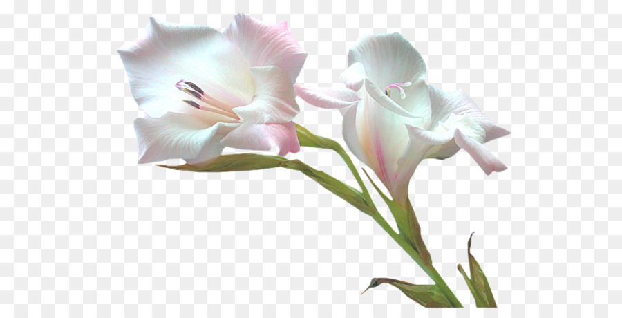 Fleur，Blog PNG