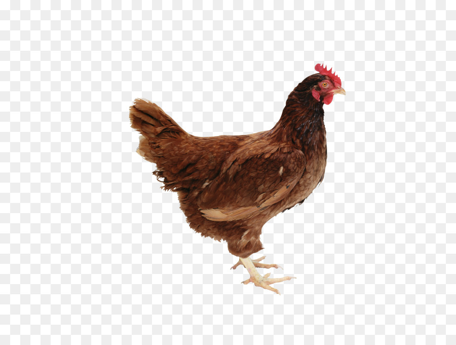 Poulet，La Nourriture PNG