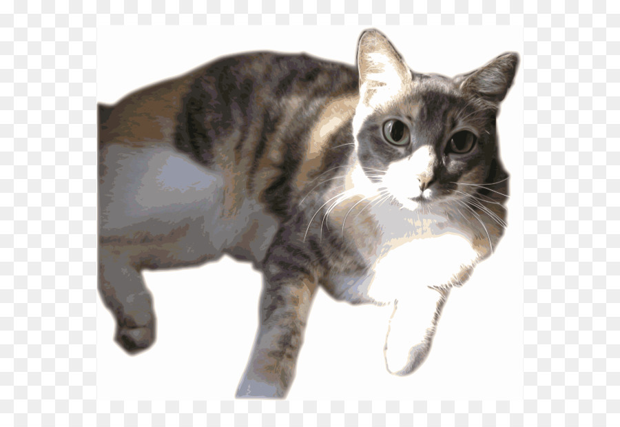 American Shorthair，Les Moustaches PNG