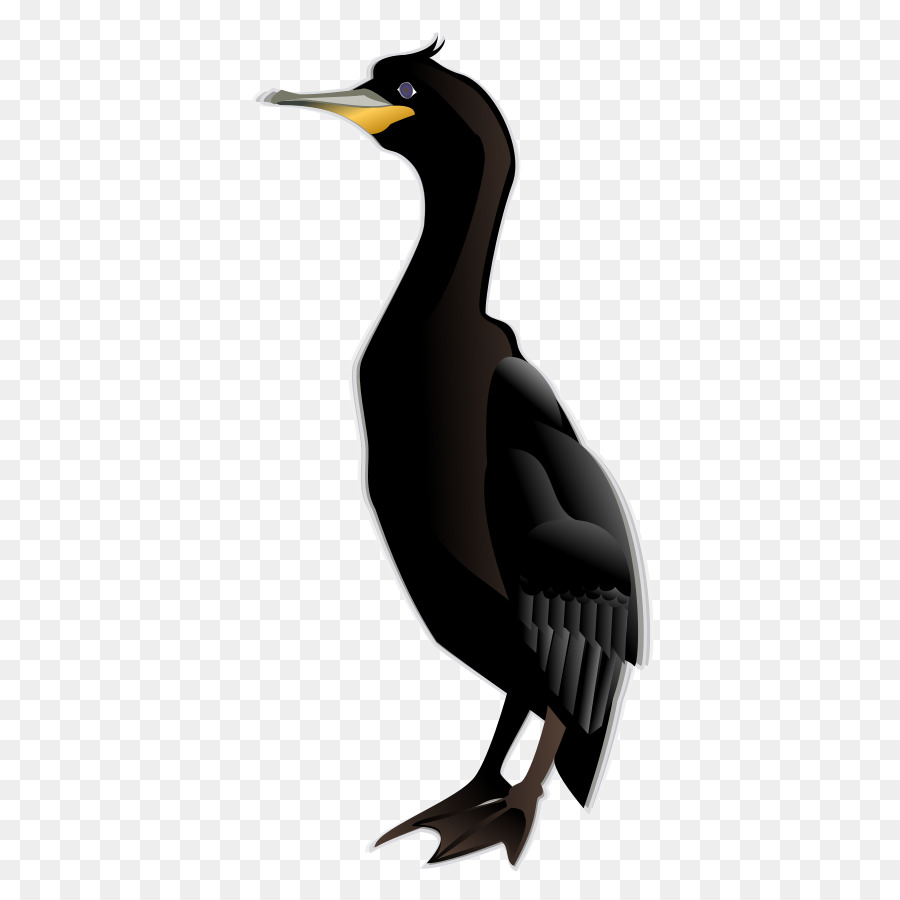 Cormoran，Oiseau PNG