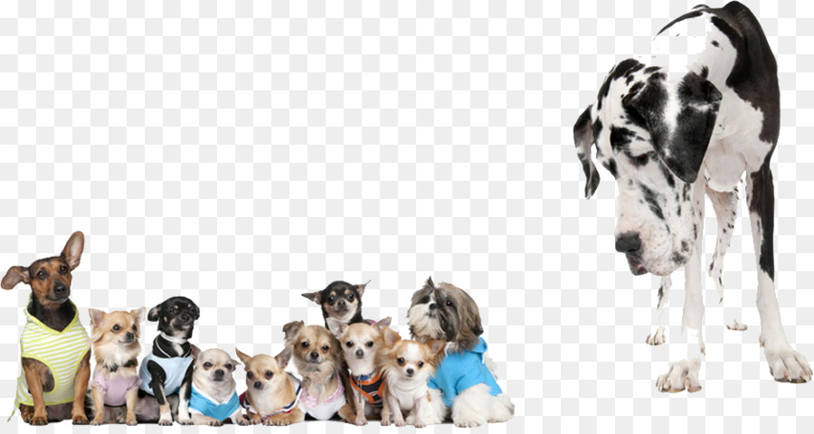 Chiens，Animaux De Compagnie PNG