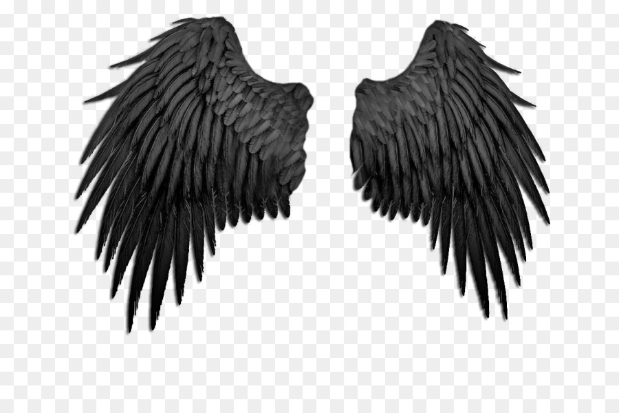 Ailes Noires，Plumes PNG