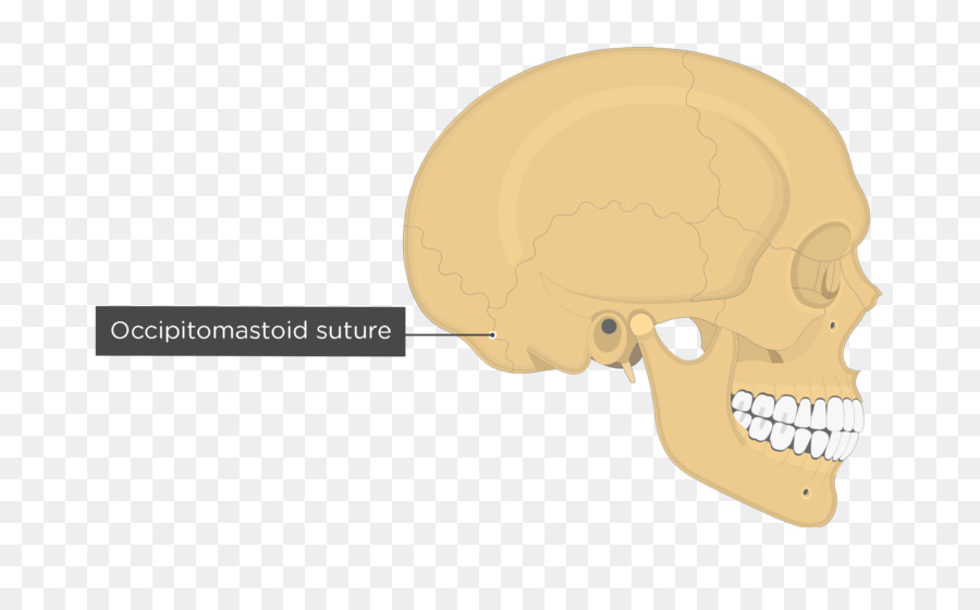 Crâne，Anatomie PNG