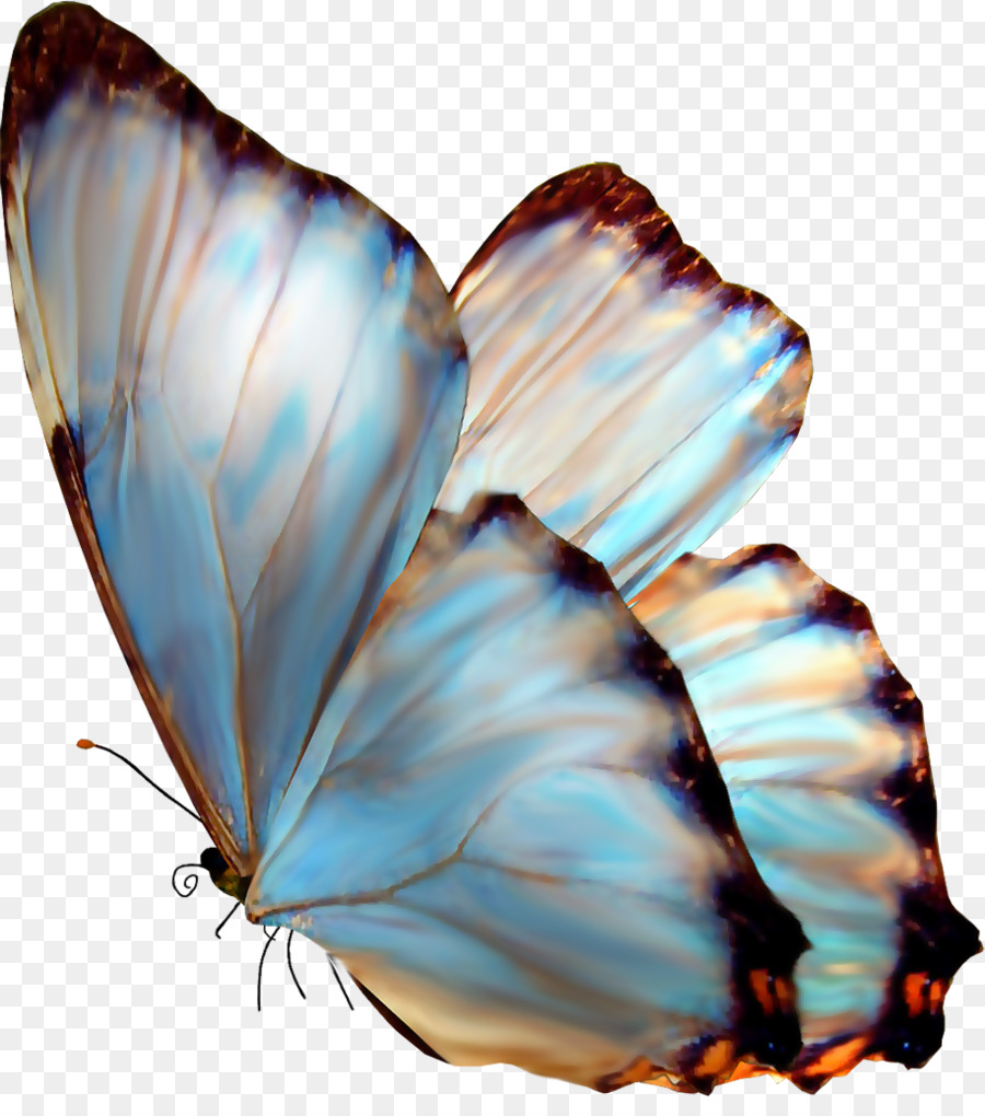 Papillon Bleu，Insecte PNG