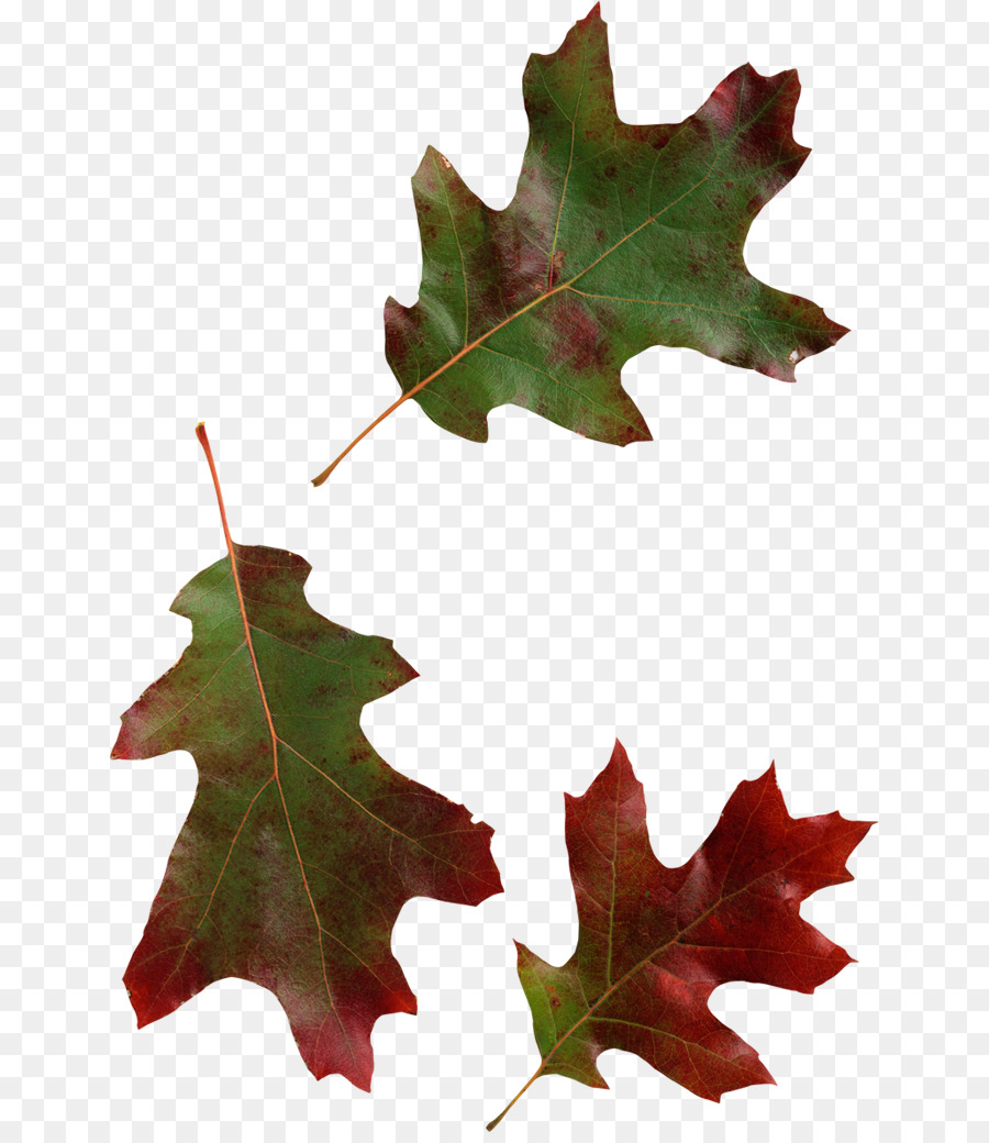 Feuilles D'érable，Automne PNG