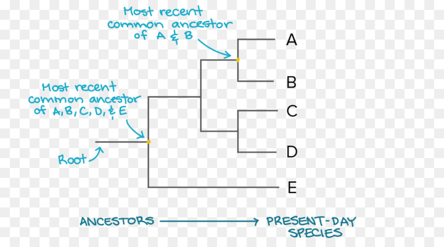 Arbre Phylogénétique，La Phylogénétique PNG