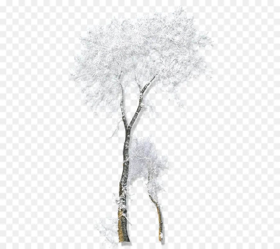 Arbre Blanc，Succursales PNG