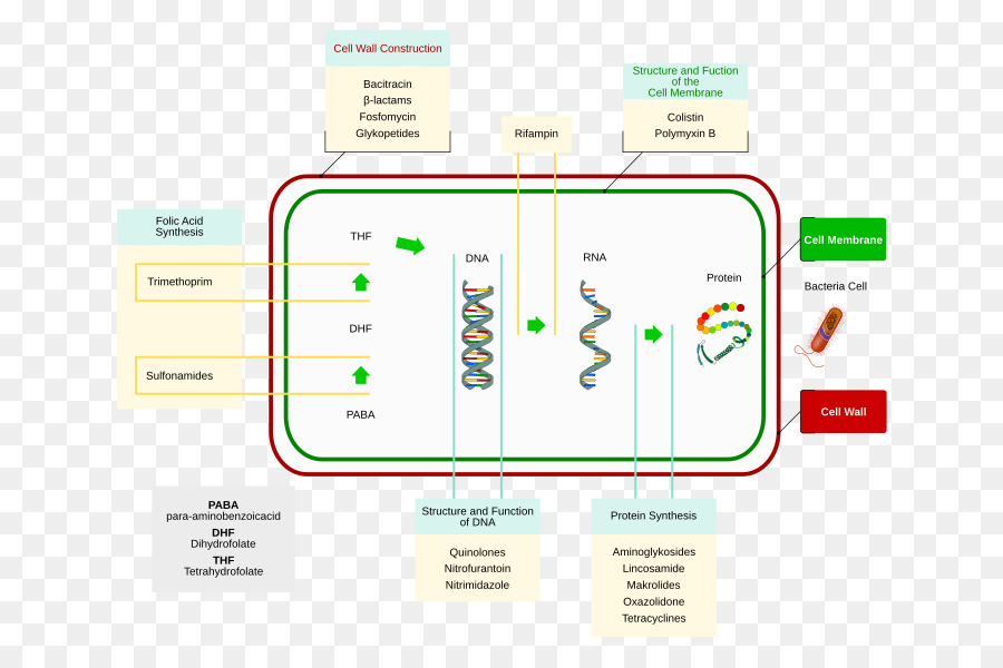 Les Antibiotiques，Les Bactéries PNG