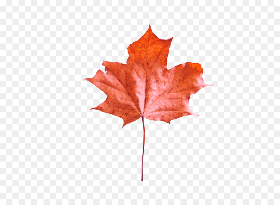 Feuille D'érable Rouge，Automne PNG