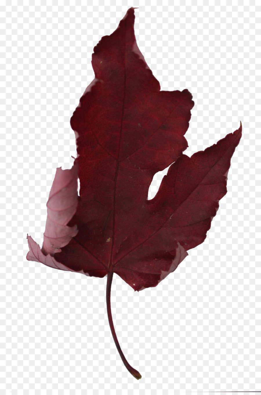 Feuille Rouge，Nature PNG