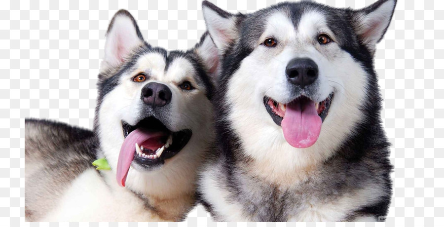 Husky Sibérien，Le Malamute De L Alaska PNG