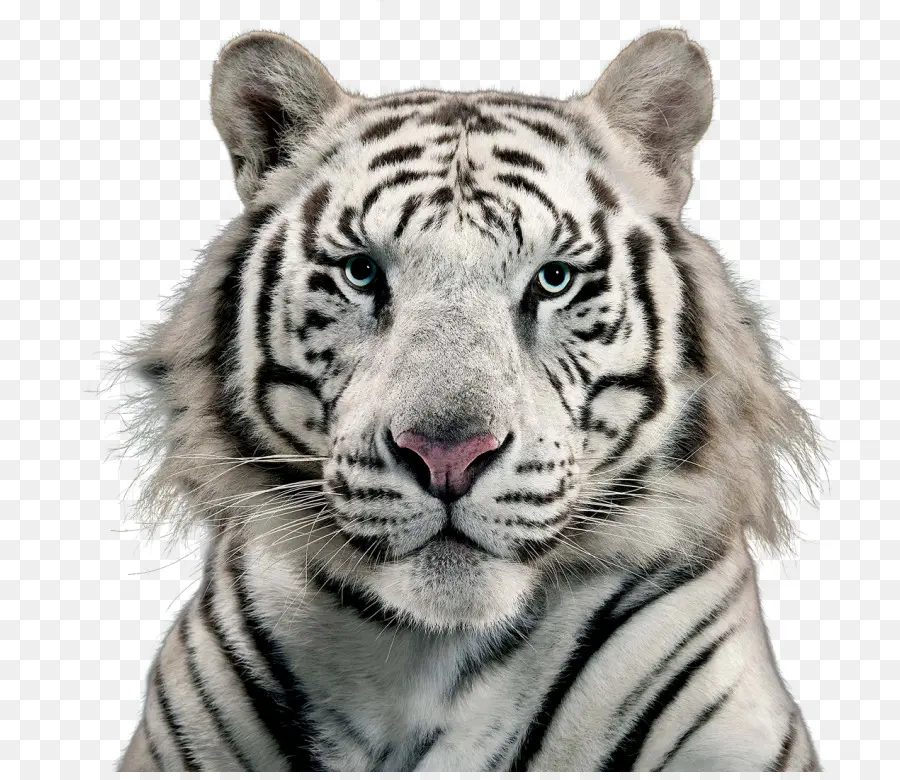 Tigre，Blanc PNG