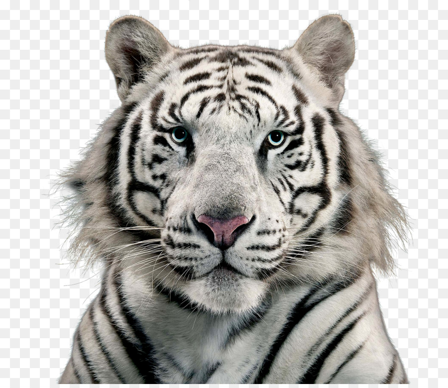 Tigre Blanc Chat Tigre Du Bengale Png Tigre Blanc Chat