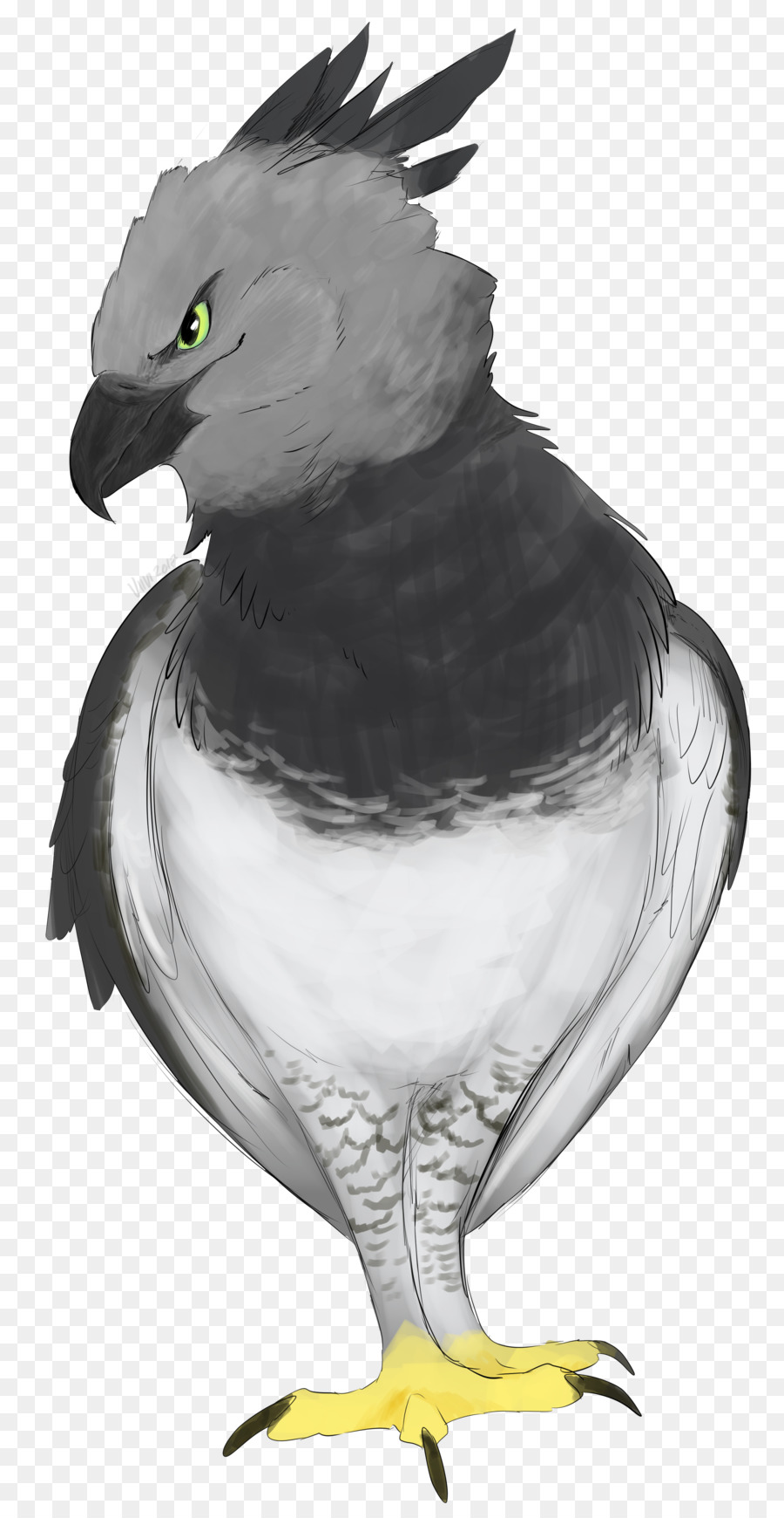 Oiseau Gris，Plumes PNG