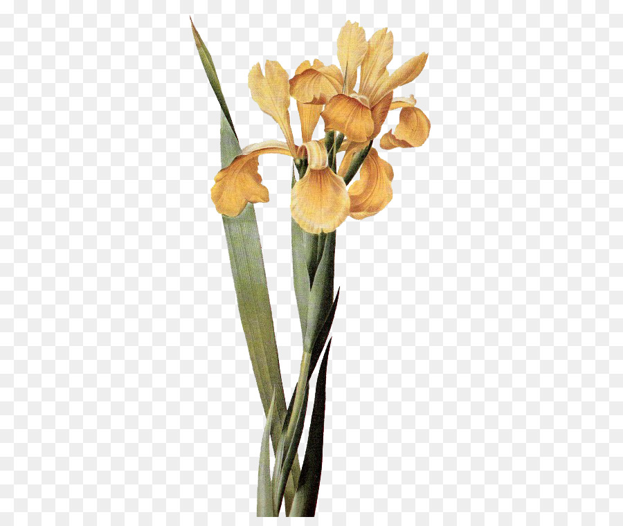 Iris Jaune，Fleurir PNG