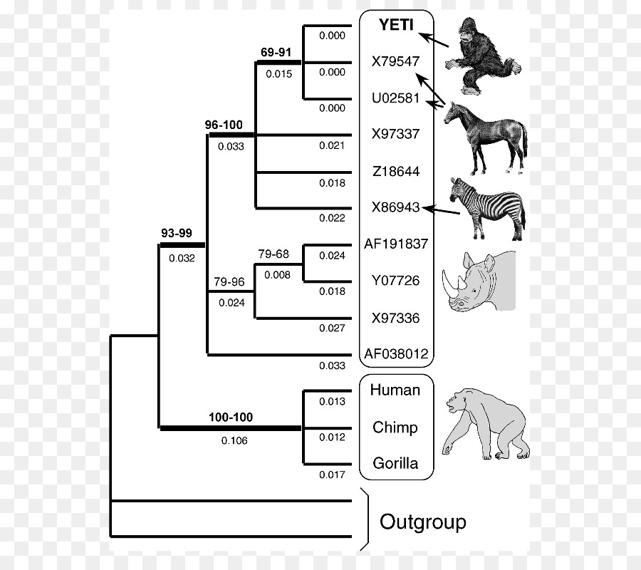 Arbre Phylogénétique，Évolution PNG