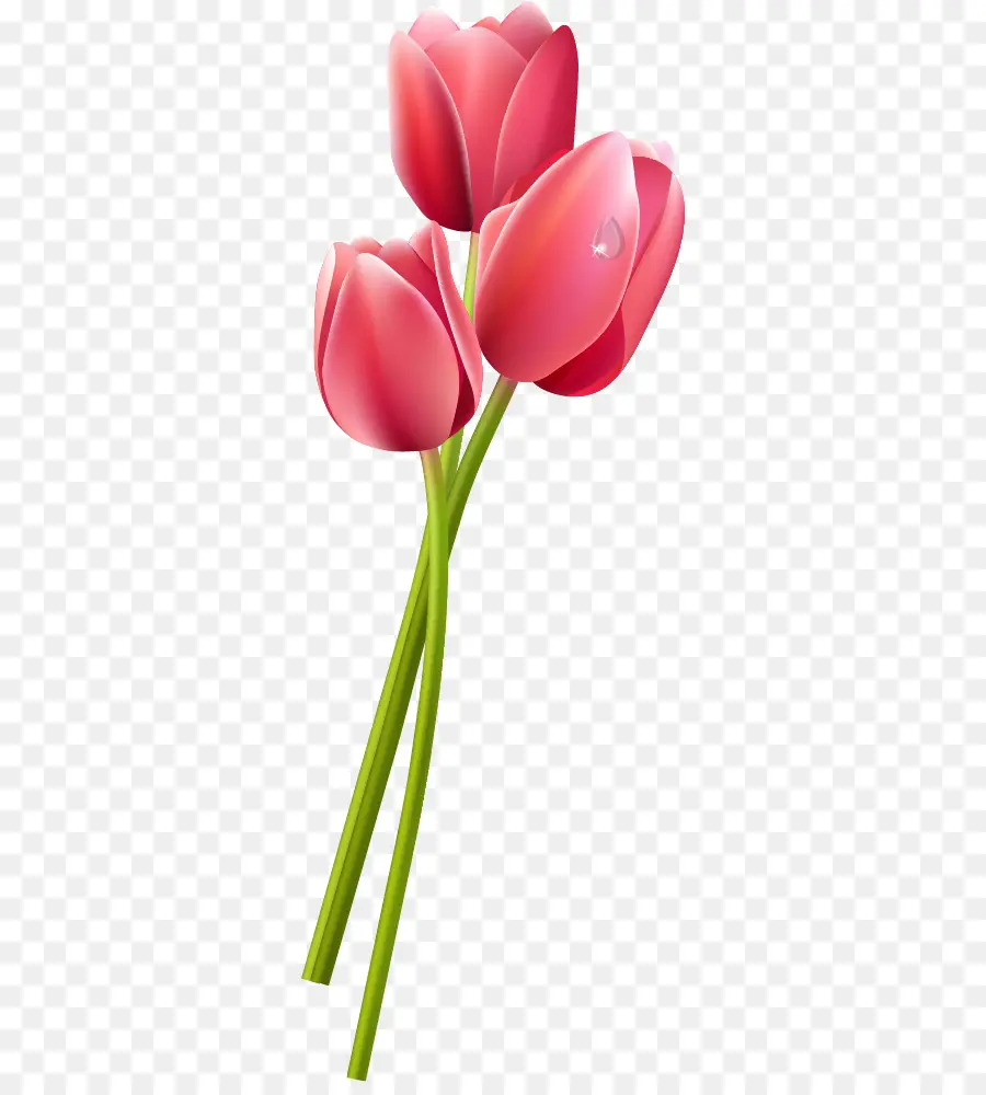 Tulipe，Fleur PNG