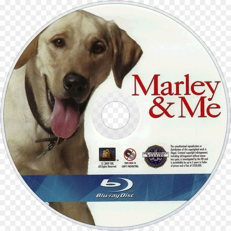 Le Labrador Retriever，Marley Moi La Vie Et L Amour Avec Le Pire Chien PNG