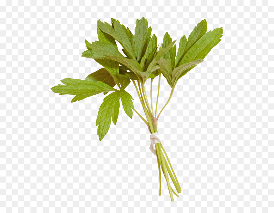 Persil，Feuille PNG