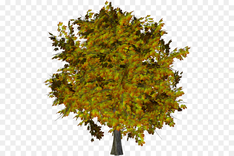 Arbre D'automne，Feuilles PNG