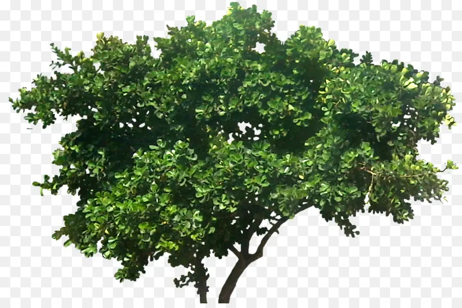 Arbre，Usine PNG