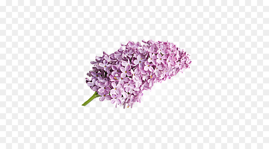 Lilas，La Lavande PNG