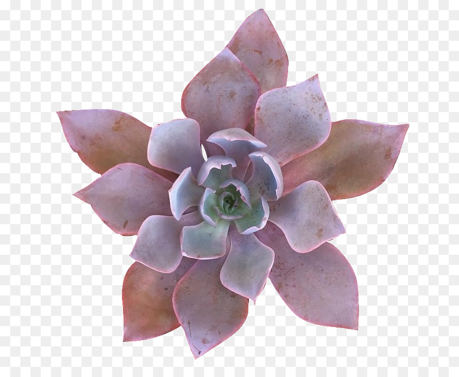Echeveria，Plante Succulente PNG