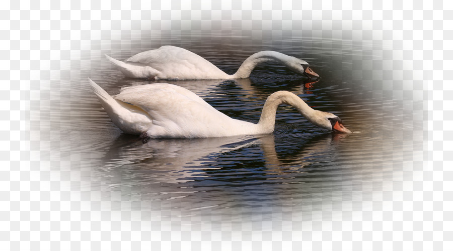 Swan Muet，Cynini PNG