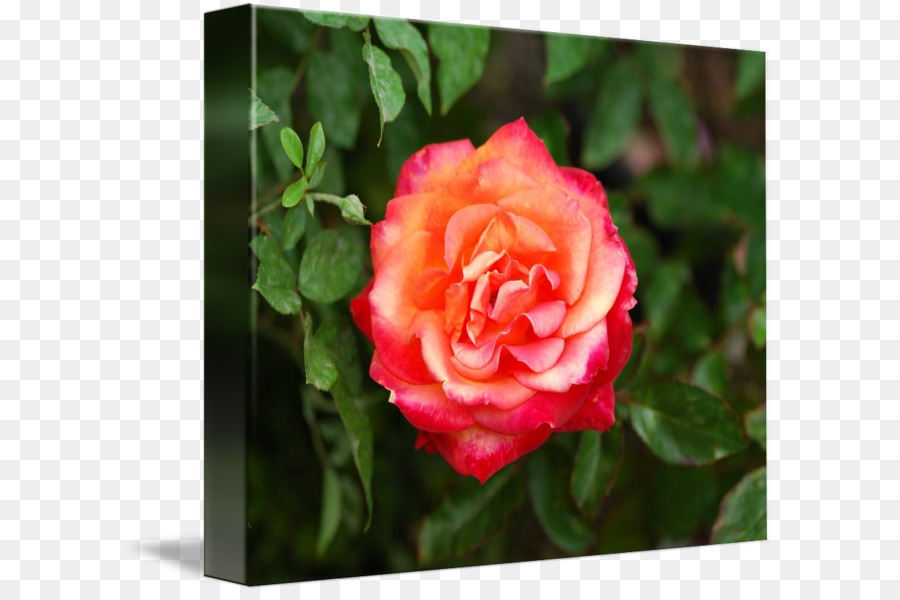 Floribunda，Les Roses De Jardin PNG