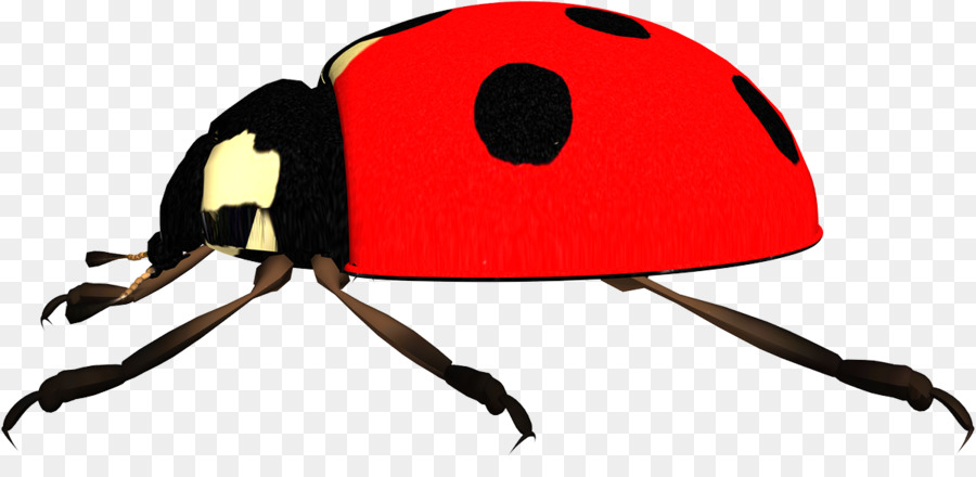 Coccinelle，Bogue PNG