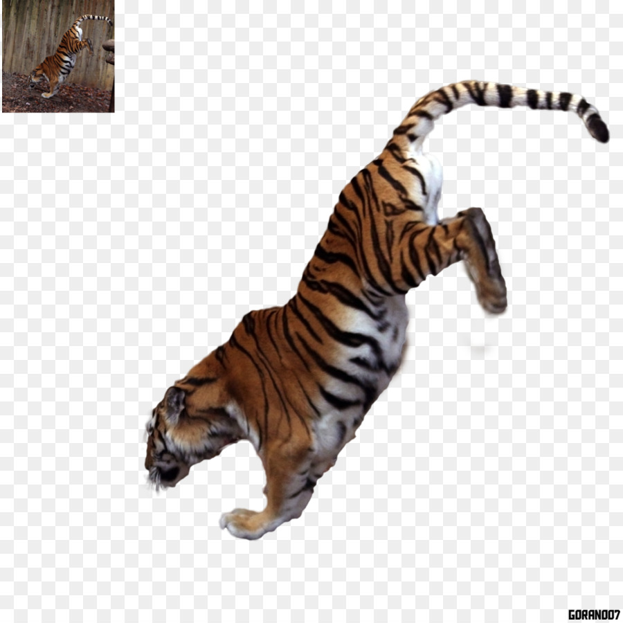 Tigre，Chat PNG