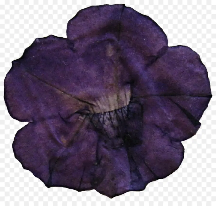 Fleur Violette，Pétale PNG