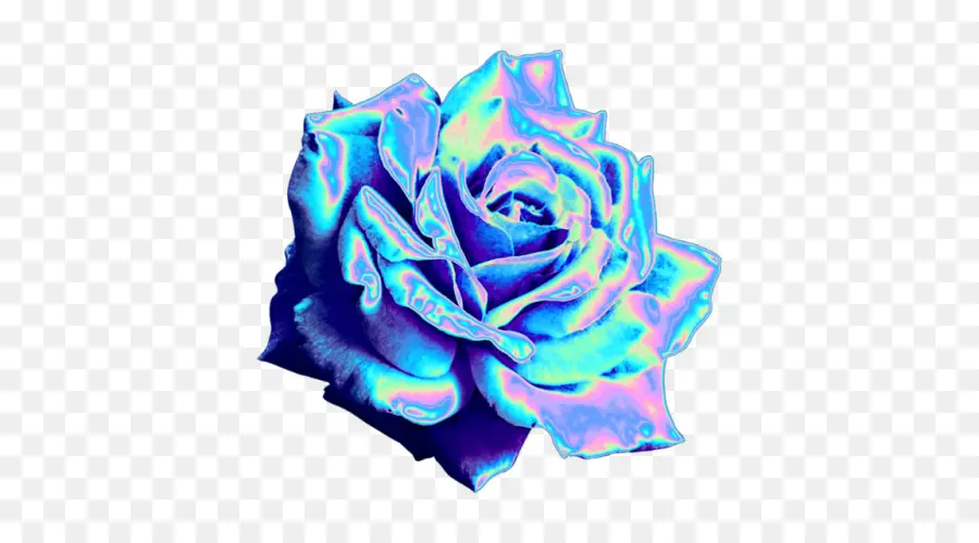 Rose Bleue，Les Roses De Jardin PNG