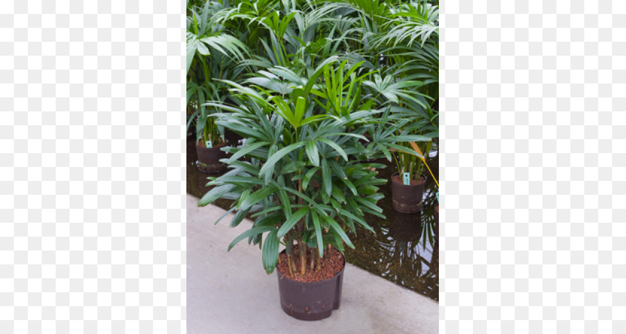 Arecaceae，Rhapis Excelle PNG